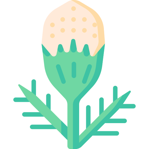 Pineappleweed